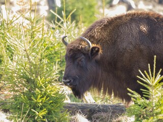 Fototapeta premium European bison (Bison bonasus) surrounded by greenery on a bright day