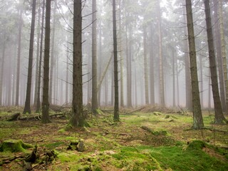 Naklejka premium Misty morning scene in a forest with tall trees and fresh grass