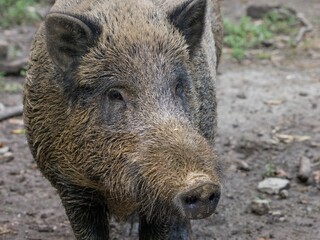 Curious wild boar (Sus scrofa) covered in mud staring into the camera