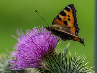 Close up of a Small tortoiseshell (Aglais urticae) on a thistle flower and blurred background