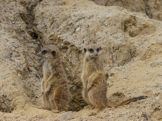 Cute meerkats (Suricata suricatta) looking around in a desert
