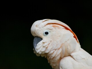 Close up of a Salmon-crested cockatoo (Cacatua moluccensis) on a black background with copy space © Wirestock