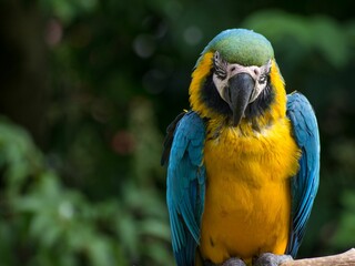 Beautiful Macaw (Ara ararauna) staring into the camera on a blurred background