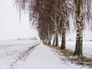 Narrow trail covered in snow under the trees on a cold winter day