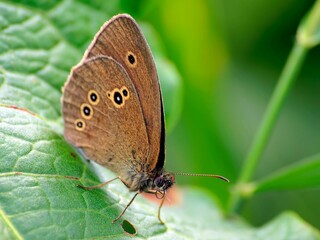 Obraz premium Macro shot of the Oedipus Sennitsa (Coenonympha oedippus) butterfly on a leaf