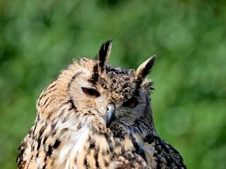 Close-up shot of an Eagle owl (Bubo bubo) on a green background