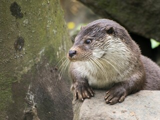 Cute Congo clawless otter (Aonyx congicus) looking aside