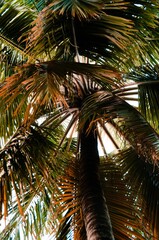 Inside the palm-tree