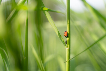 Marienkäfer mit Spinne im Gras