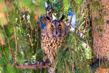 Beautiful shot of a long-eared owl
