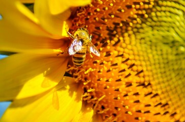 Closeup shot of a bee on a yellow sunflower