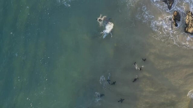 Camera footage from above of seals and sharks and the shark's unsuccessful attack on a seal to hunt in the sea