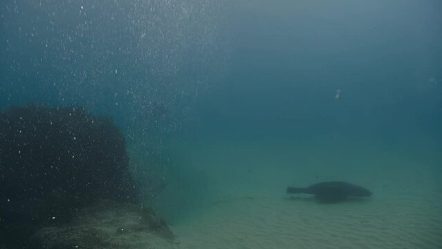 Filming in the water of the attack of the shark on the seal to hunt and unite the seals against the white shark