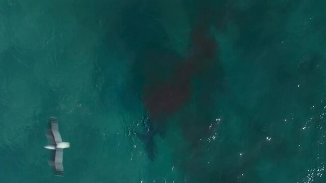 Footage from above of a shark attacking seals and hunting one of them