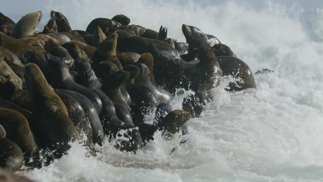 Thousands of seals together to mate