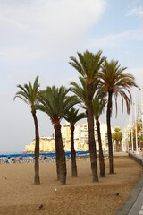 Fototapeta premium palmera