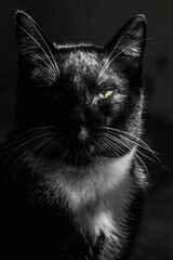 Vertical and monochrome shot of the cat