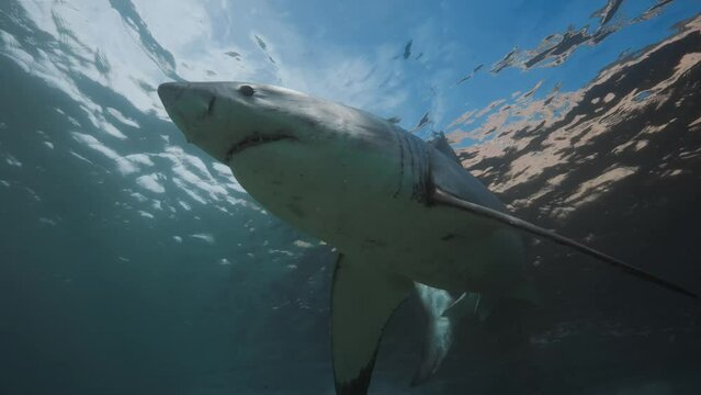 Shark movement in the ocean in search of prey

