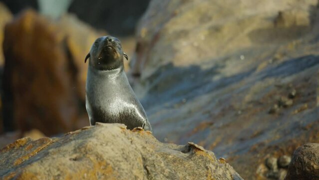 The seal on the top of the rock