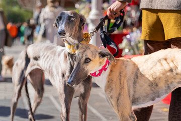Two Spanish Greyhound on a leash in the city close up. The Galgo Español, or Spanish Greyhound, is an ancient breed of dog, a member of the sighthound family. 