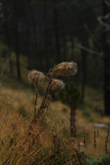 mountan side vegetation cloudy day in the forest