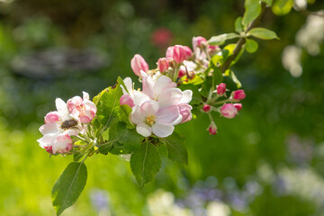 Obraz premium Apple blossom buds in spring, malus domestica gloster apple tree. Buds on spring apple tree. Spring branch of apple tree with pink budding buds