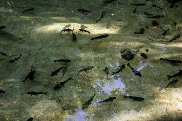 High angle shot of small black fish swimming in a clear lake