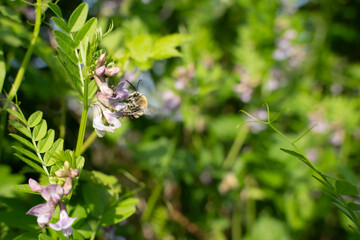 Biene bei der Arbeit im Blütenmeer
