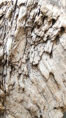 Vertical macro shot of the bark of an old tree with multiple layers, nature