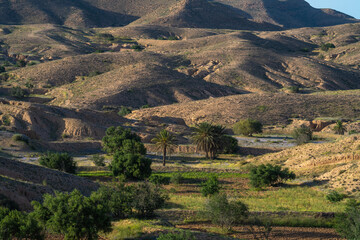 Dahar, southern Tunisian region, green after the rain