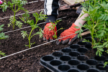 Spring landscaping in the parks. Professional gardener mass planting young marigold plants in rows.