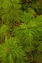 Vertical shot of a danewort (Sambucus ebulus) plant growing in the forest