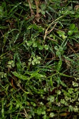 Vertical shot of the morning dew of clover leaves in the forest