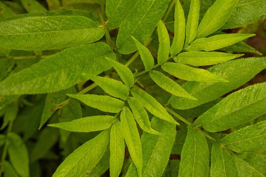 Closeup shot of a danewort (Sambucus ebulus) plant growing in the forest