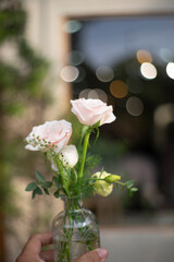  'Mary Rose', with the occasional touch of pink. Winchester Cathedral rose produces a mass of medium-sized, loose petalled, fragrant rosettes,  Winchester Cathedral rose 
