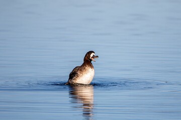Duck swimming on a lake