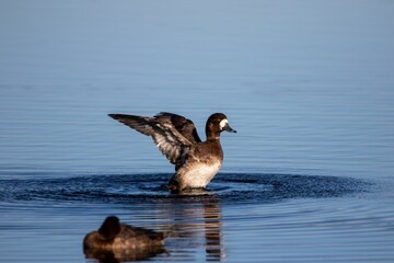 Duck swimming on a lake
