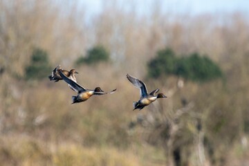 Duck flock in the sky