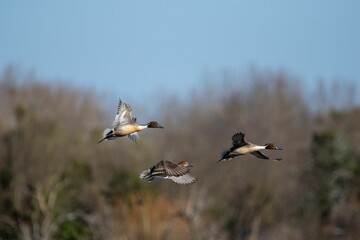 Duck flock in the sky