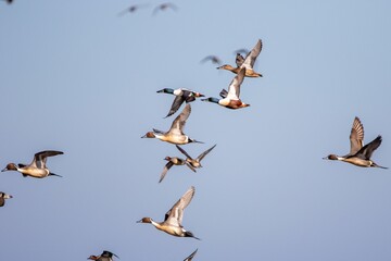 Duck flock in the sky