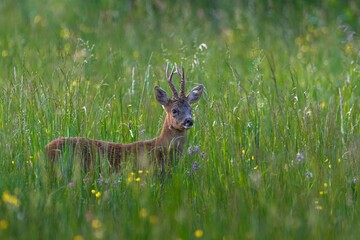 Deer in wilderness in summer © Wirestock