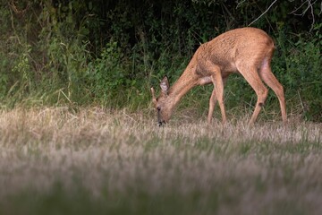 Deer in wilderness in summer