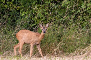 Deer in wilderness in summer © Wirestock