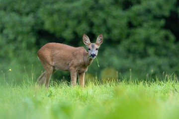 Deer in wilderness in summer © Wirestock