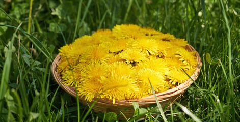 Yellow dandelion flowers in a wicker basket in a meadow
