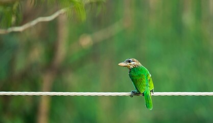 Closeup of a green White-cheeked barbet perching on a wire
