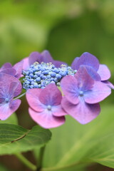 アジサイ（福岡筥崎宮あじさい苑）