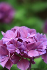 アジサイ（福岡筥崎宮あじさい苑）