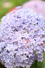 アジサイ（福岡筥崎宮あじさい苑）