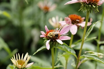 Small bumblebee resting on the flower on the blurred background